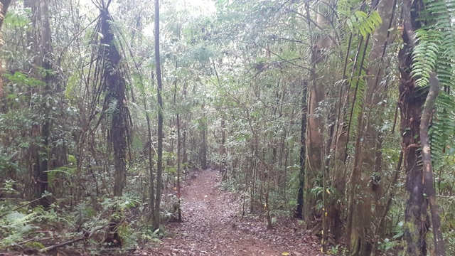 Kawasan hutan lindung di Banyuwangi, tempat ditemukannya kerangka manusia berselimut sarung. Foto: Dok. Istimewa