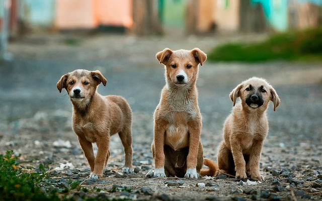 Anjing menjadi salah satu hewan yang mengalami daur hidup tanpa metamorfosis. Foto: dok. https://pixabay.com/