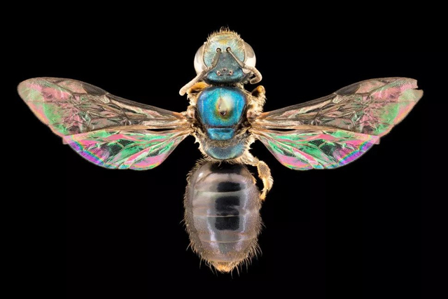 Lebah Homalictus yang punya tubuh pelangi. Foto: James Dorey, Universitas Flinders Australia