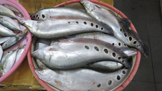 Mengenal Ikan Belida yang Terancam Punah, Bahan Utama Kerupuk sampai Pempek (54987)