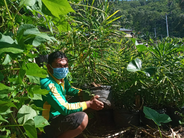 Petani Jahe, Martinus R. Delano saat merawat tanaman. Foto : Istimewa