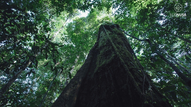 Tegakan pohon di hutan di Kampung Malaumkarta, Kabupaten Sorong, Papua Barat. Foto: EcoNusa
