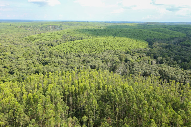 Ilustrasi pohon di hutan Foto: Dok. KLHK