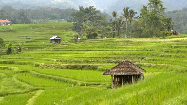 5 Kebutuhan dalam Keluarga yang Memanfaatkan Hasil dari Usaha Bidang Agraris | kumparan.com