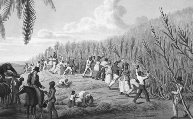 Tanam paksa merupakan salah satu kebijakan yang diambil selama pemerintahan kolonial Belanda di Indonesia. Sumber: Wikipedia Commons.