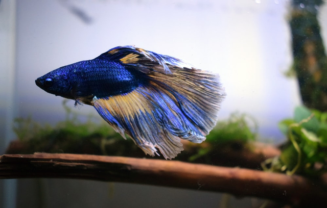 ilustrasi jenis ikan cupang, sumber gambar: unsplash