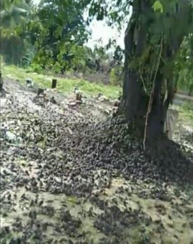 Peristiwa ribuan burung pipit mati berjatuhan di Gianyar, Bali - IST