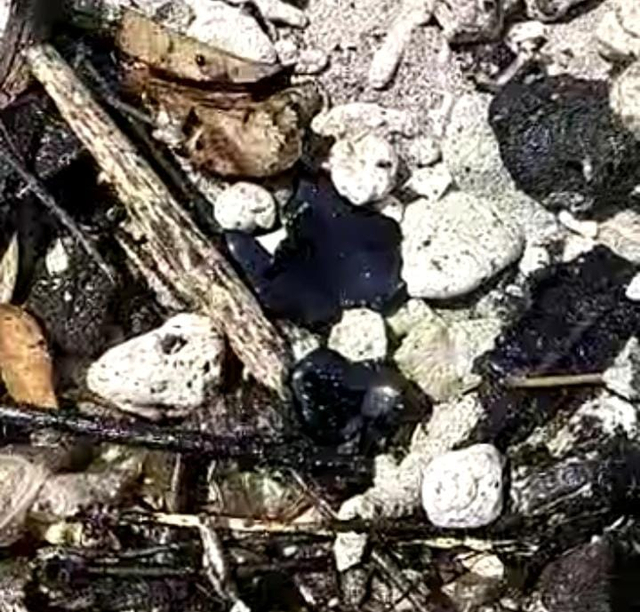 Sejumlah Pantai di  Lampung Diduga Tercemar Limbah Aspal (1)