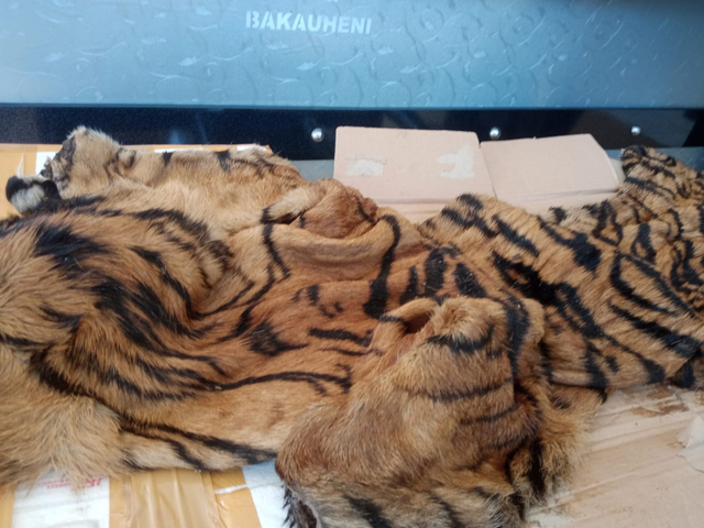 Penampakan Kepala dan Kulit Harimau Sumatera yang Gagal Diselundupkan (1)