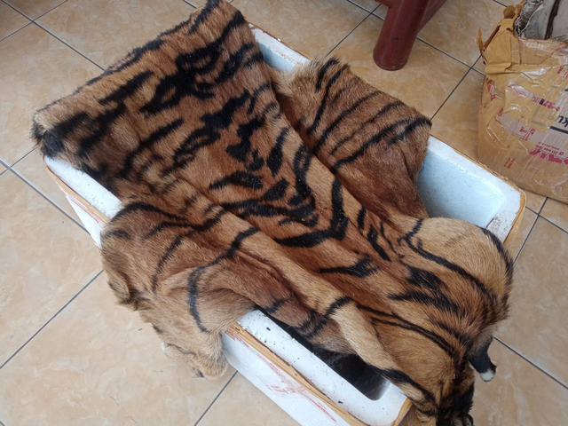 Penampakan Kepala dan Kulit Harimau Sumatera yang Gagal Diselundupkan (2)
