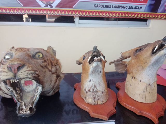 Penampakan Kepala dan Kulit Harimau Sumatera yang Gagal Diselundupkan (3)