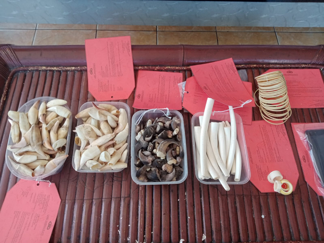 Penampakan Kepala dan Kulit Harimau Sumatera yang Gagal Diselundupkan (5)