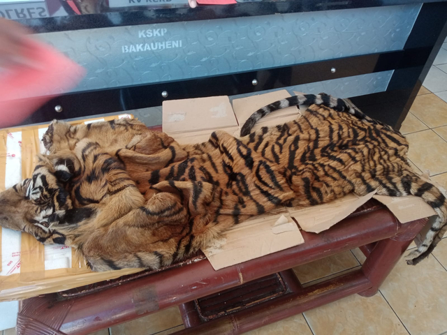 Penampakan Kepala dan Kulit Harimau Sumatera yang Gagal Diselundupkan (4)