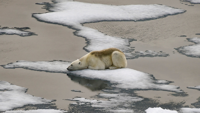Seekor beruang kutub terlihat di atas es yang mengapung di Selat Inggris di kepulauan Franz Josef Land, Rusia. Foto: Ekaterina ANISIMOVA/AFP