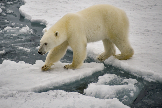 Seekor beruang kutub terlihat di atas es yang mengapung di Selat Inggris di kepulauan Franz Josef Land, Rusia. Foto: Ekaterina ANISIMOVA/AFP