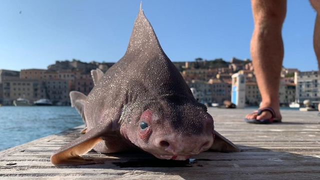 Hiu Angular roughshark (Oxynotus centrina) yang disebut berwajah mirip babi ditemukan di Italia. Foto: Facebook via Isola d'Elba App