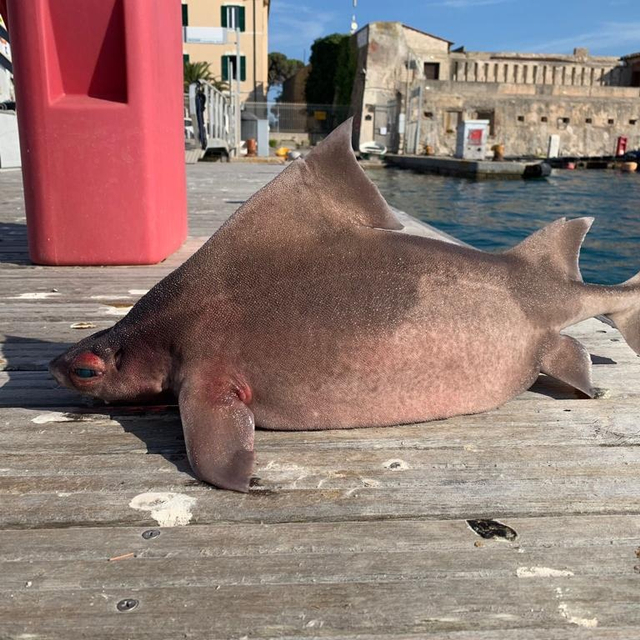 Viral penemuan ikan hiu berkepala babi di Perairan Marina Dersena Medicea, Kota Portoferraio, Pulau Elba, Italia. (Foto: Facebook/@Isola d'Elba App)