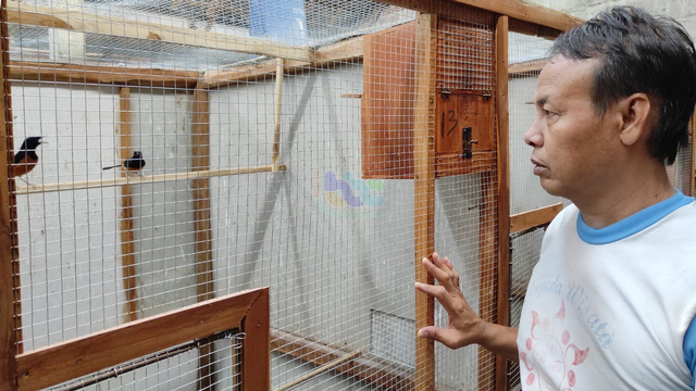 Cerita Peternak Burung Murai Batu di Blora, Tak Goyah Diterpa Pandemi COVID-19 (240371)