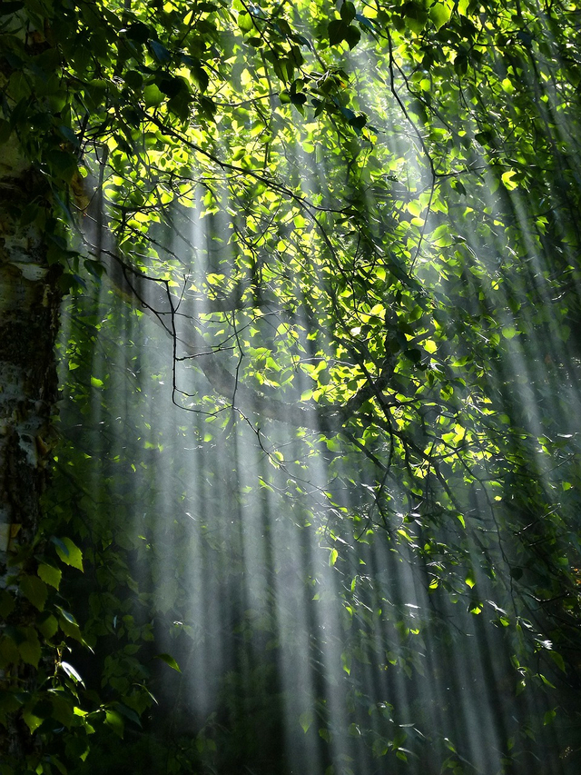 https://www.istockphoto.com/id/foto/wanita-bebas-menghirup-udara-bersih-di-hutan-alam-gadis-bahagia-dari-belakang-dengan-gm1269532812-372840517?utm_source=pixabay&utm_medium=affiliate&utm_campaign=SRP_photo_sponsored&utm_term=forest+trees