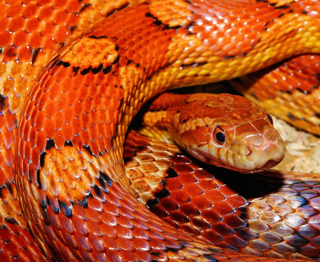 Ilustrasi mimpi ular besar. Foto: pixabay. 