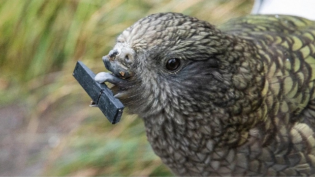 Bruce, burung kea pintar yang mampu menggunakan peralatan sebagai solusi kecacatan paruh. Foto: Bastos et al., Scientific Reports, 2021