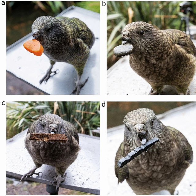 Ilmuwan Kaget, Burung Pintar Ini Jago Pakai Alat Gantikan Paruh yang Cacat (108864)