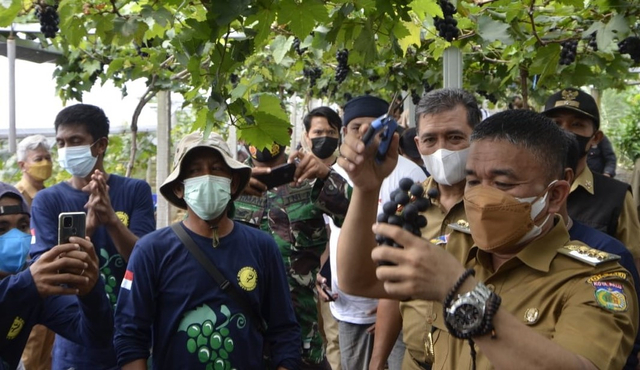 Wali Kota Palu Panen Anggur, Bisa Menghasilkan 6,2 Ton. Foto: Humas Pemkot Palu