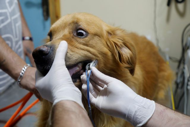 Seekor anjing mendapatkan perawatan di Royal Care Vet Clinic, di Nablus, Tepi Barat yang diduduki Israel. Foto: Raneen Sawafta/ REUTERS