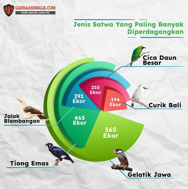 Terungkap, 5 Pasar Penjual Burung Dilindungi Terbesar di Indonesia (404564)