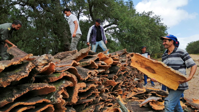 Pekerja menumpuk potongan gabus setelah dipanen dari batang pohon gabus di Ain Draham di Jendouba, Tunisia. Foto: Jihed Abidellaoui/REUTERS