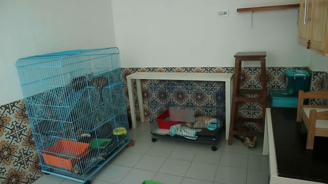Melihat Rumah Arbani Yasiz yang Tampak Nyaman, Ada Ruangan Khusus Kucing (73125)