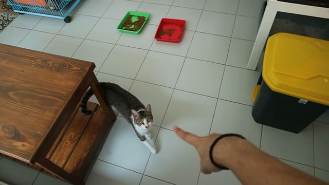 Melihat Rumah Arbani Yasiz yang Tampak Nyaman, Ada Ruangan Khusus Kucing (73126)