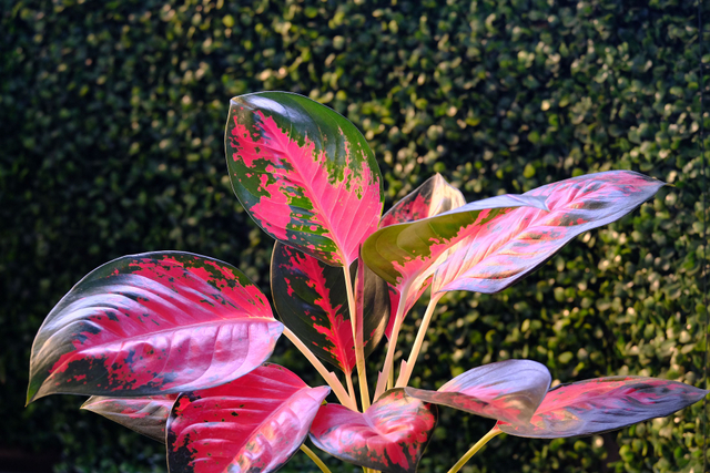 Ilustrasi tanaman hias, aglonema. Sumber gambar: Pixabay.com