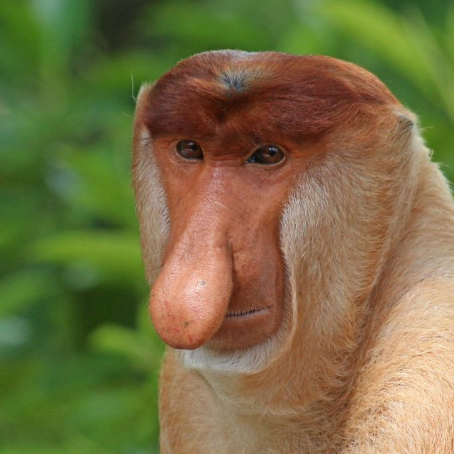 Monyet Bekantan. Foto: Wikimedia Commons