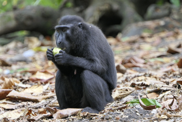 Seekor Yaki atau Momyet hitam Sulawesi sedang menikmati makanan hasil pencariannya sendiri di dalam hutan. Foto: Harley Sastha