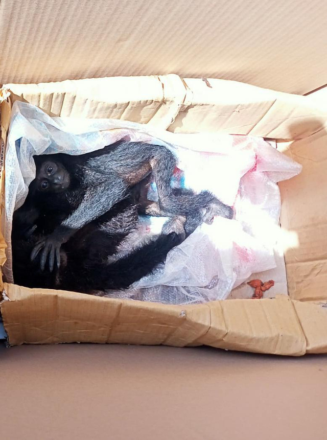 Penyelundupan 2 Siamang Kurus Terbungkus Kardus Digagalkan KSKP Bakauheni (2)