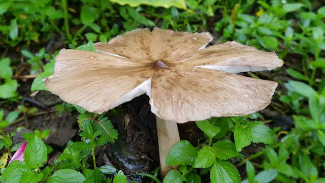 Jangan Sampai Salah, Ini Jenis Jamur yang Bisa Kamu Makan Saat Tersesat di  Hutan | kumparan.com