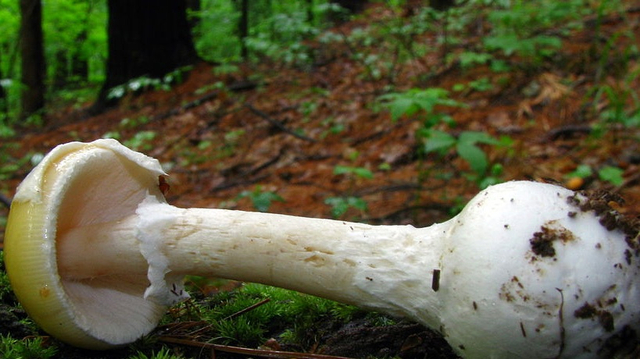 Jamur raksasa teronggok di tengah hutan. Foto: Wikipedia
