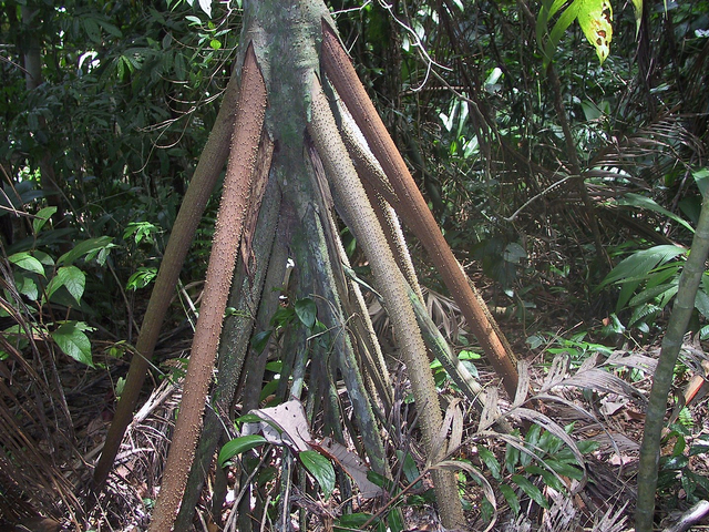 jenis-pohon-unik-yang-bisa-berjalan-kumparan