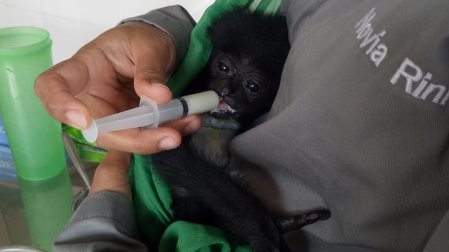 Owa Siamang yang kini dipelihara di LSM Bali Wildlife Rescue Center (BWRC) Tabanan, Bali, saat mendapatkan jatah susunya - LSU