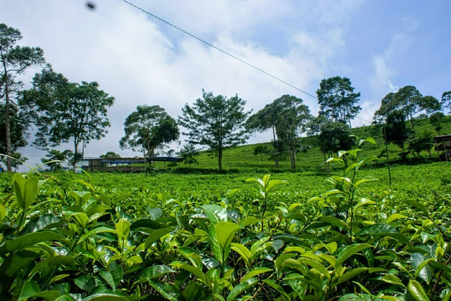 Kebun teh Kemuning, Tawangmangu. Foto: Instagram Kebun Teh Kemuning