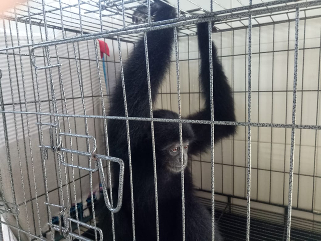 Owa Siamang bernama Momo yang yang dititipkan ke Wildlife Rescue Center (BWRC), Tabanan - LSU
