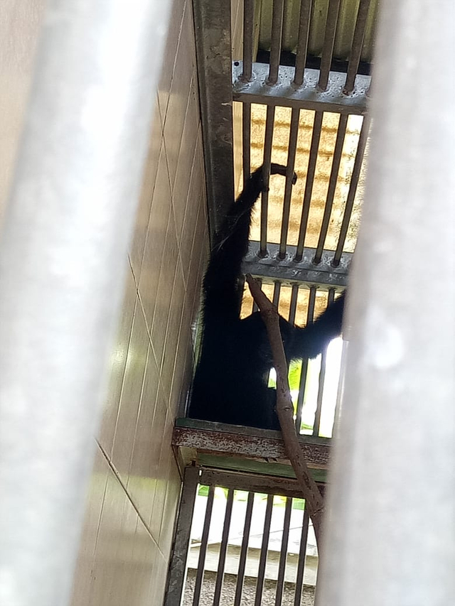 Ini Dia Momo, Owa Siamang dari Bali yang Siap Dilepasliarkan di Sumatera Barat (133756)
