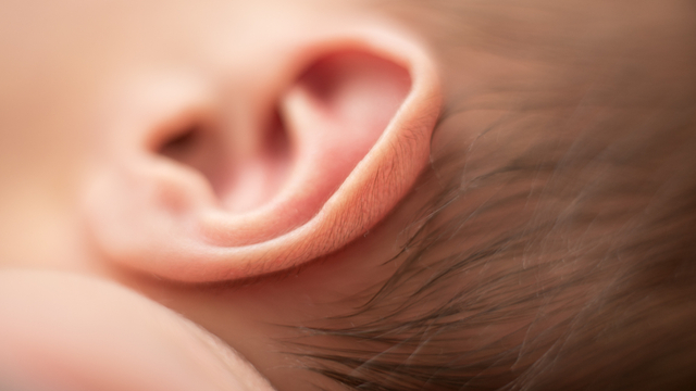 Ilustrasi telinga bayi. Foto: Shutter Stock