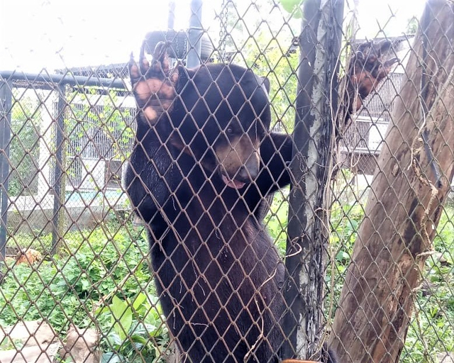 Beruang madu di Bali Wildlife Rescue Center (BWRC) - LSU