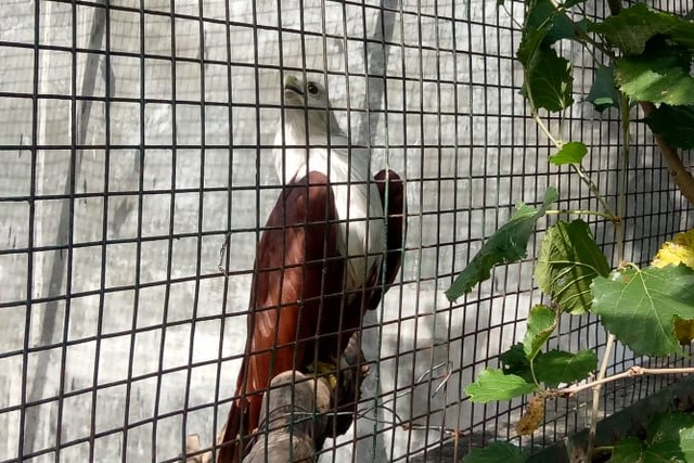 Bali Wildlife Rescue Center, Tempat Berlatih Satwa Sebelum Pulang ke Habitatnya (89339)