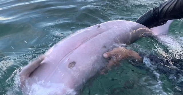 Seekor bayi dugong terdampar di pantai Kampung Tulu, Polewali Mandar, Sulawesi Barat. Foto: Dok. Istimewa