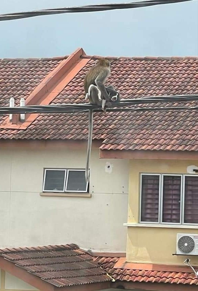 Viral potret monyet liar menculik anak anjing dan duduk santai di kabel listrik di Selangor, Malaysia. (Foto: Facebook/@Leonald Lu)