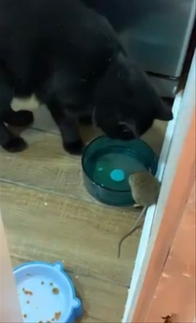 Momen langka seekor kucing dan tikus di Chile malah akrab dan tak bertengkar saat berbagi air minum. (Foto: Instagram/@simonel.gato)