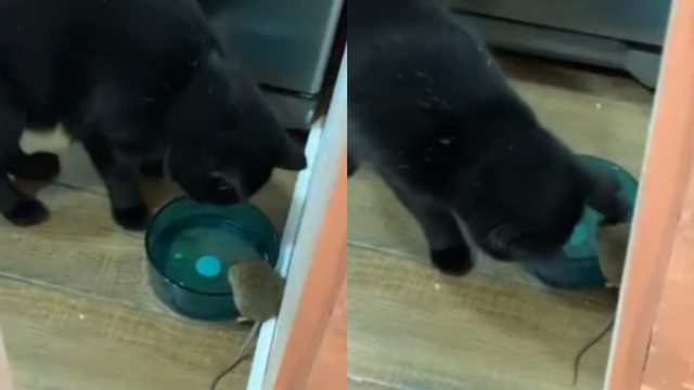 Tak Seperti Tom & Jerry, Kisah Kucing dan Tikus yang Akrab dan Saling Berbagi (269286)